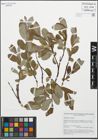 Foto von Salix glauca L. x Salix hastata L.